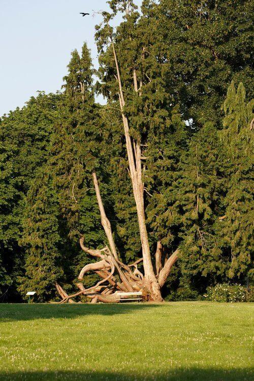 56 le faux cypres de lawson arbre remarquable depuis 2012